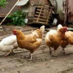 four chickens