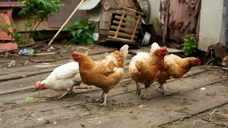 four chickens